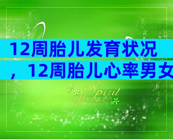 12周胎儿发育状况，12周胎儿心率男女准吗？