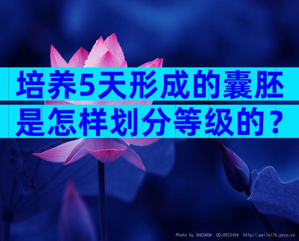 培养5天形成的囊胚是怎样划分等级的？