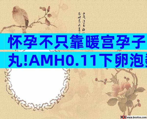 怀孕不只靠暖宫孕子丸!AMH0.11下卵泡数量才是决定因素!