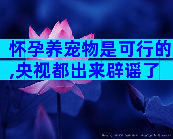 怀孕养宠物是可行的,央视都出来辟谣了