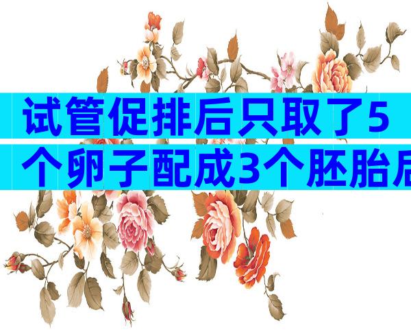 试管促排后只取了5个卵子配成3个胚胎后成功率是多少？