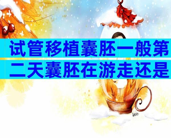 试管移植囊胚一般第二天囊胚在游走还是已经着床了？